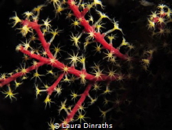Beautiful coral polyps by Laura Dinraths 